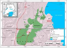 Image result for Belonophora coffeoides