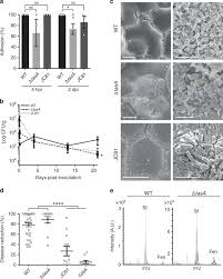 Hpi1 is a selective antimicrobial against helicobacter pylori. Dual Functionality Of The Amyloid Protein Tasa In Bacillus Physiology And Fitness On The Phylloplane Nature Communications