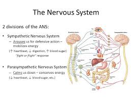 This tutorial gives an overview of the nervous system, most especially its cellular features. The Nervous System Mr Koch Ap Psychology Forest Lake High School Ppt Download