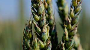 83 mots associés à maladie cryptogamique du blé ont été trouvé. Maladie Du Ble Maladies Des Cereales Maladie Cryptogamique Du Ble Syngenta
