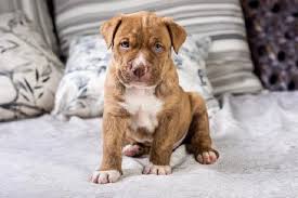 Hardrockbullys.com american bully pitbull puppy blue male. Ten Differences Between A Blue Nose And A Red Nose Pit Bull