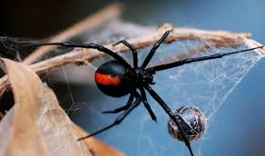 Peppermint oil pest control is an effective means of repelling spiders and mice. Spiders Pest Control Pest Sa