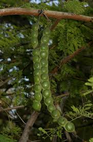 Image result for Acacia grandicornuta