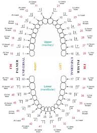 Image Result For Tooth Numbering System South Africa