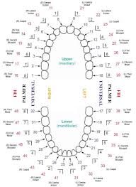 Image Result For Tooth Numbering System South Africa