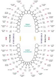 image result for tooth numbering system south africa