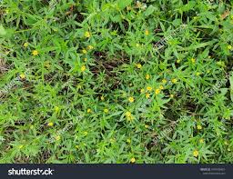 Image result for Stylosanthes guianensis