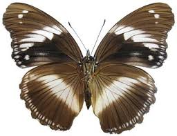 Image result for Scepocarpus hypselodendron