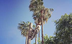 Average cost to trim a tree is about $591 per tree (five large trees trimmed; Palm Tree Trimming Service