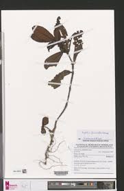 Image result for Psychotria ealaensis