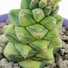 Image result for Monadenium friesii