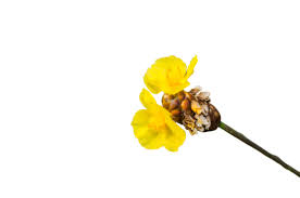 Image result for Xyridaceae