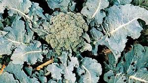 Image result for Capparaceae