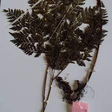 Image result for Vittaria reekmansii