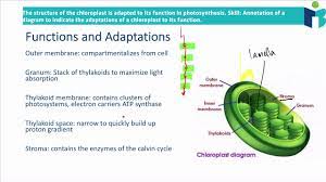 Chloroplasts are a type of plastid that are distinguished by their green color, the result of specialized. Chloroplast Structure And Function 8 3 4 Ib Biology Hl Youtube