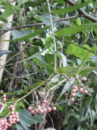 Image result for Flagellariaceae