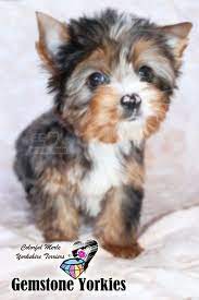 Since yorkshire terriers (or yorkies) come in a variety of colors, parti yorkies bred by crossing two traditionally colored, yorkies , can be either black, white, tan, blonde or chocolate. Pin On Gem Yorkies Ca