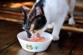 5 Signs It S Time To Change Your Cat S Food Cat Food Cats Cat S