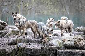 Jason momoa is especially well cast as the head of the wolf pack. Environmental Groups Sue Trump Administration For Delisting Gray Wolves Navajo Hopi Observer Navajo Hopi Nations Az