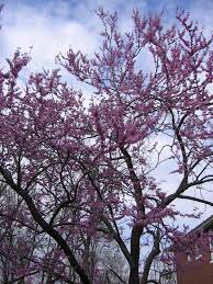 Maybe you would like to learn more about one of these? Discover Nature Redbuds Bloom Throughout Missouri Krcu