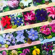 Maybe you would like to learn more about one of these? Just Browsing Some Clematis Porn This Mr Plant Geek Michael Perry Facebook