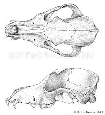 Most skull fractures occur as a result of significant sudden impact or great. Dog Skull Illustration Two Views Illustration Science Art Com
