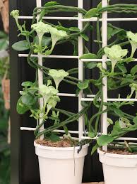 Image result for Ceropegia elongata