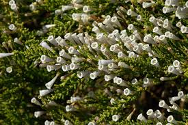 Image result for Fabiana imbricata