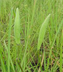 Image result for Stathmostelma fornicatum