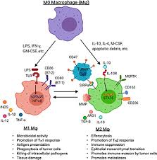 Berikut adalah spesifikasi chasis hino rk r235 kode produksi : Frontiers Targeting Tumor Associated Macrophages In The Pediatric Sarcoma Tumor Microenvironment Oncology