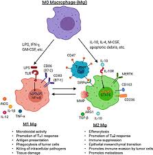 Repair manuals all regions english. Frontiers Targeting Tumor Associated Macrophages In The Pediatric Sarcoma Tumor Microenvironment Oncology