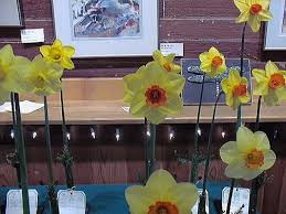Once daffodil bulbs are planted in the fall, they require very little attention or maintenance. Daffodils Not Blooming Northern California Daffodil Society
