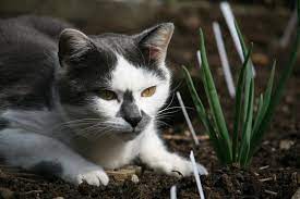 Katzen gehören ebenso wie hunde zu den beliebtesten haustieren deutschlands, können aber im vergleich zum hund zu einem echten ärgernis werden wenn sie freigänger sind. 5 Effektive Tipps Um Katzen Aus Dem Garten Zu Vertreiben Gartenzeitung Com