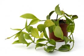 What kind of fertilizer or plant food do hoyas need for growth and bloom? Hoya Poolei