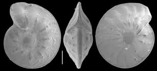 Image result for Operculina