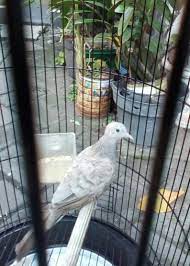 Maybe you would like to learn more about one of these? Jual Burung Perkutut Lokal Warna Silver Di Lapak Wong Lapak Bukalapak