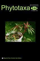 Image result for Justicia fittonioides