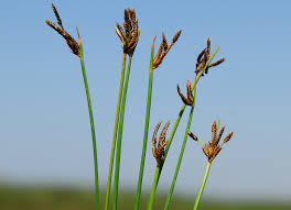 Image result for Cyperus laevigatus