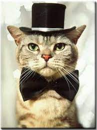 Community Post 45 Animals Wearing Ties Cats With Hats Cats Cute Animals