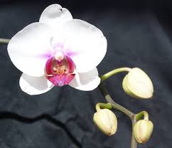 If The Flowers Are Falling Off Prematurely It Could Be Bud Blast Which Is Caused By A Sudden Change In Environment Temperat Orchid Flower Orchid Care Orchids