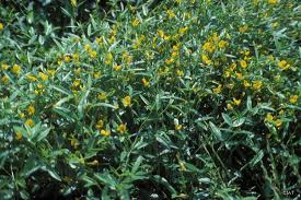 Image result for Zornia pratensis