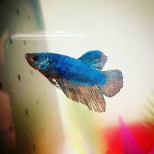 Pengembangan usaha perlu dilakukan dengan diversifikasi komoditas untuk meningkatkan dan mengembangkan usaha pemasaran ikan hias. Get Jual Ikan Cupang Avatar Di Medan Images