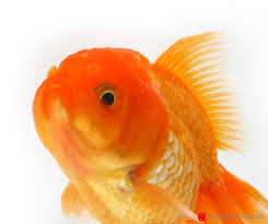 赤 白 黒 青 茶 金魚の色がどうやって出来るのか調べてみた raspberry republic 金魚 飼育 金魚 美しい魚