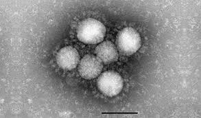 Deutschlandweit wurden binnen 24 stunden 22 neue todesfälle verzeichnet. Rki Infektionskrankheiten A Z Coronavirus Infektionen