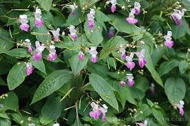 L Impatiente De L Himalaya Pousse Dans Nos Villes Plantes Sauvages Astuce Jardinage Idee Deco Jardin