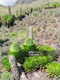 Image result for Lobelia dissecta