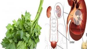 Ketahuilah rahsia daun sup melalui tips dibawah. Begini Cara Meracik Daun Seledri Untuk Bersihkan Ginjal Tribun Timur