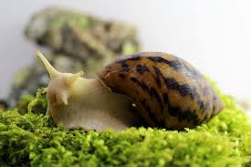 Image result for Hirtella zanzibarica