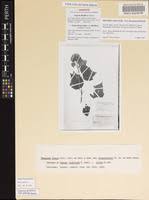 Image result for Azanza lampas