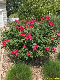 How knockout roses came to be. Should You Deadhead Knockout Roses Garden Sanity By Pet Scribbles